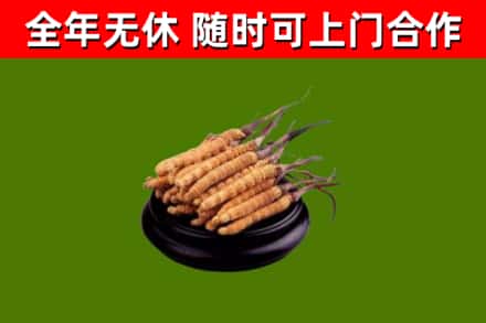天柱回收冬虫夏草