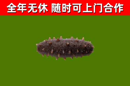 天柱回收海参干